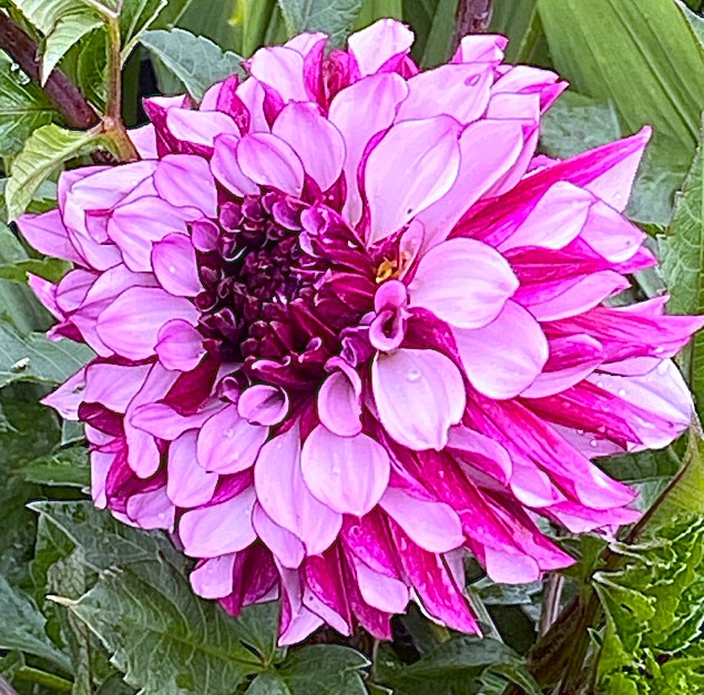 Dahlia Blueberry Classic
